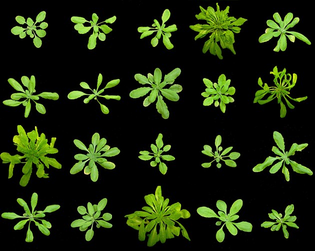 Arabidopsis