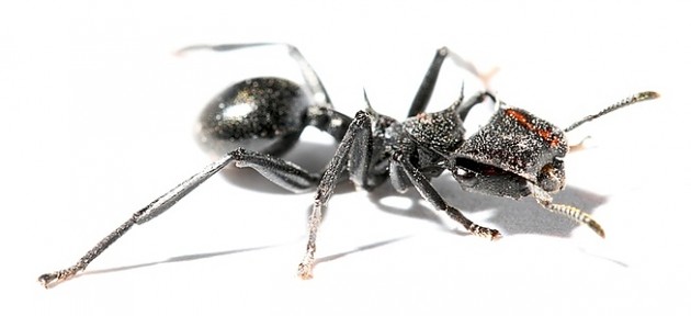 Cephalotes atratus