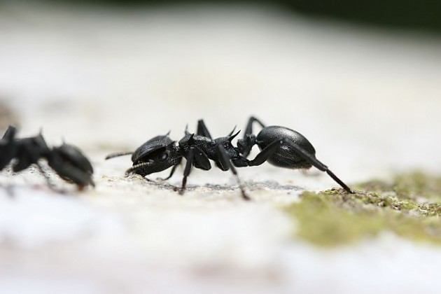 Cephalotes atratus