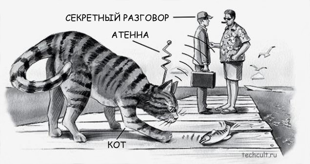 Кот-шпион