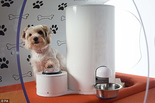 Samsung Dream Doghouse