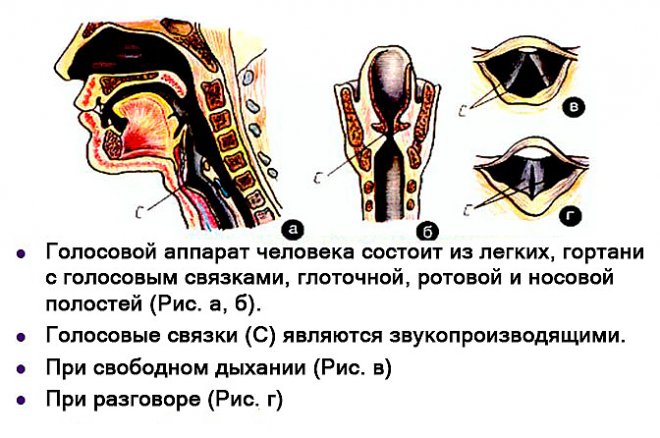 Голосовой аппарат человека