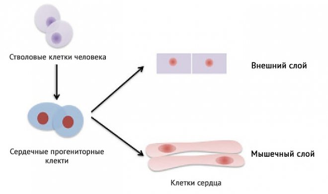 Восстановление клеток сердца