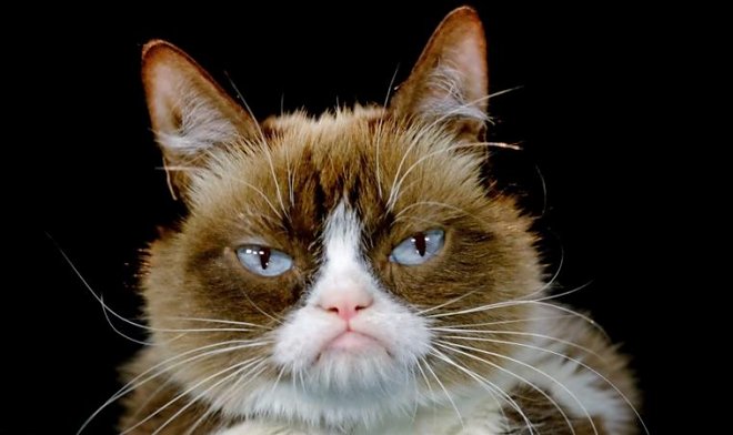 Grumpy Cat