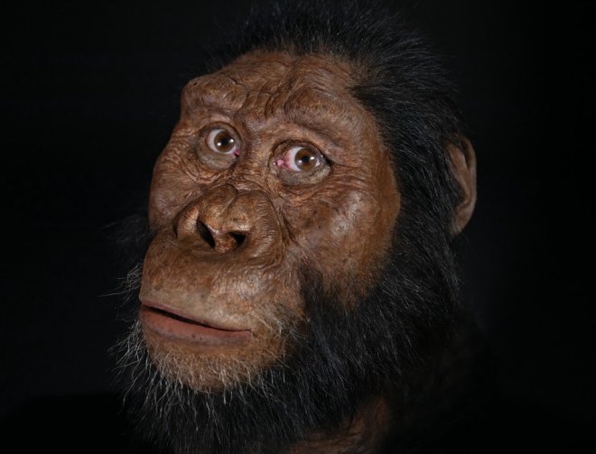 Australopithecus