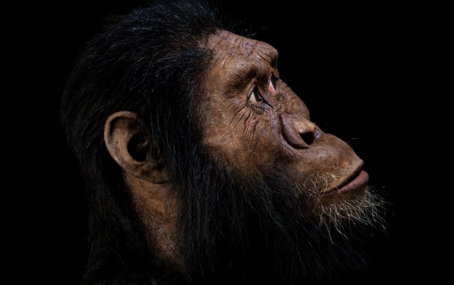 Australopithecus