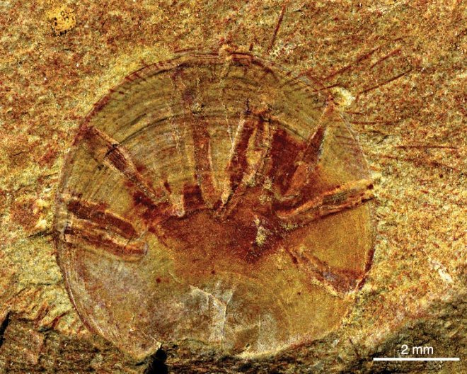 Neobolus wulongqingensis