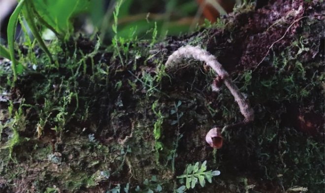 Gastrodia agnicellus