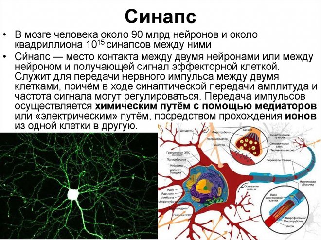 Взаимодействие между нейронами мозга