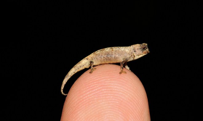 Brookesia nana