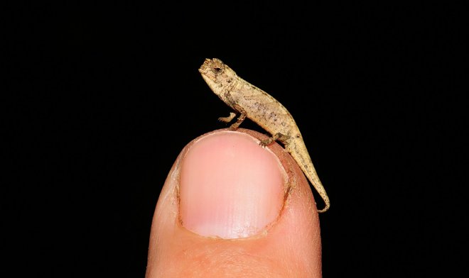 Brookesia nana