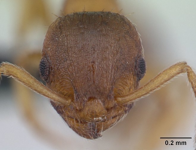 Temnothorax nylanderi