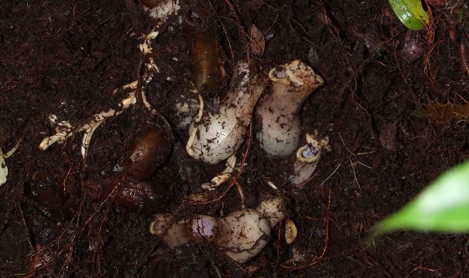 Nepenthes pudica