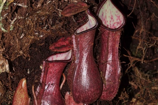 Nepenthes pudica