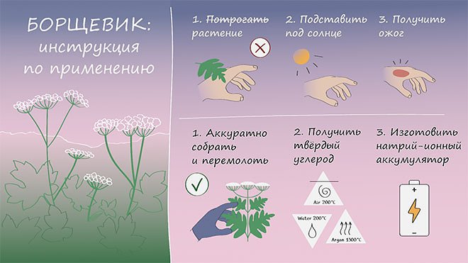 Ученые будут делать из борщевика аноды для аккумуляторов