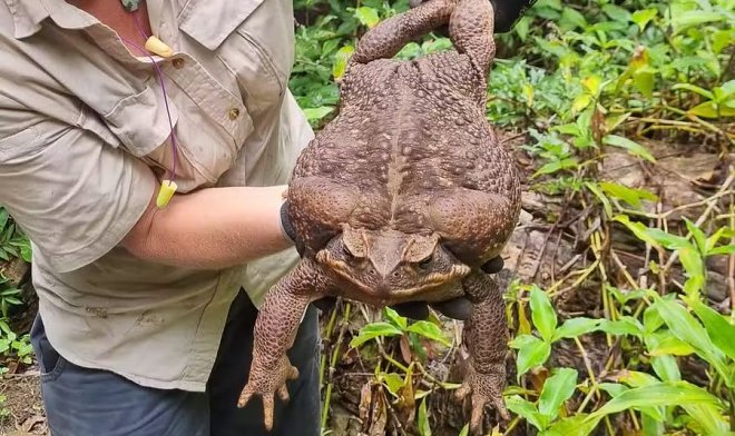 Toadzilla