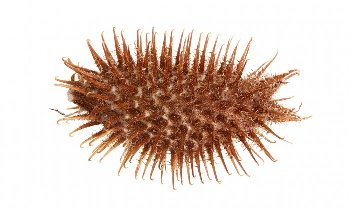 Xanthium strumarium