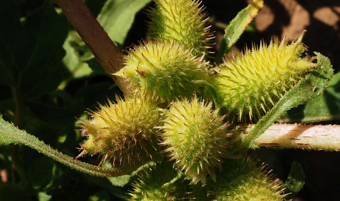 Xanthium strumarium