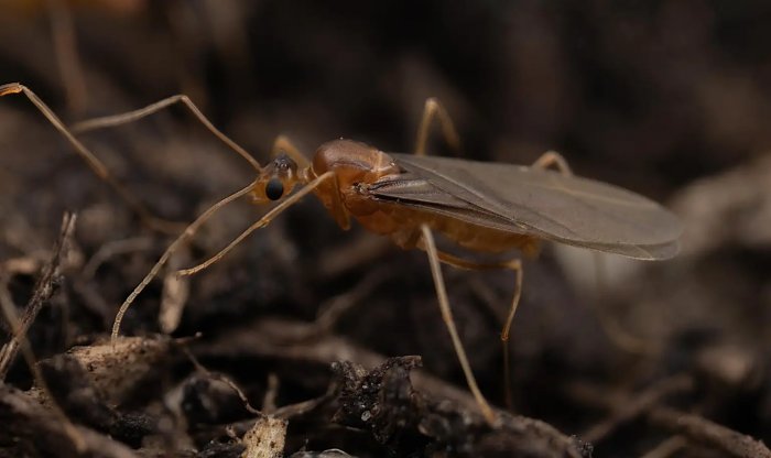 Муравьи вида Anoplolepis gracilipes