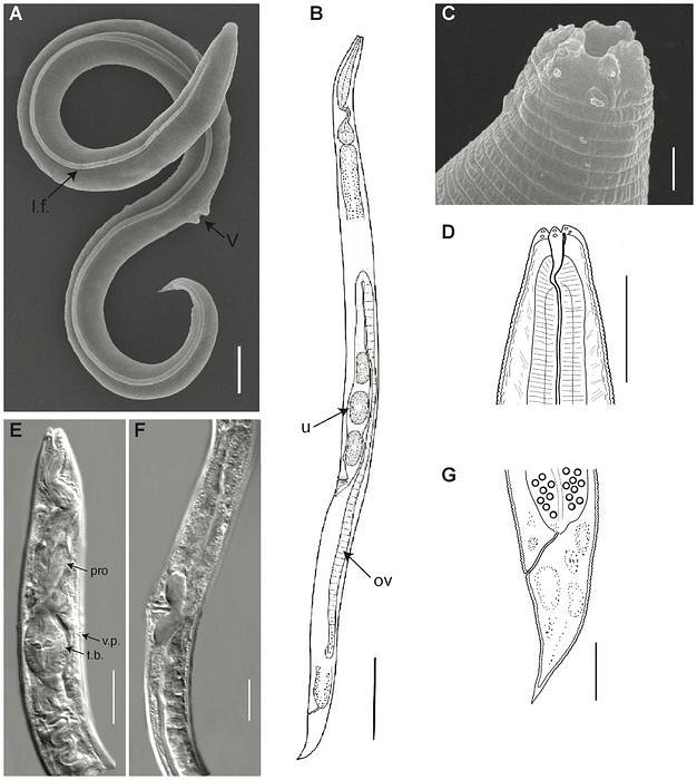 Panagrolaimus kolymaensis