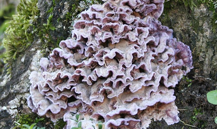 Chondrostereum purpureum