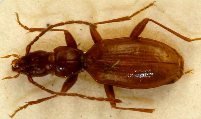 Anophthalmus hitleri