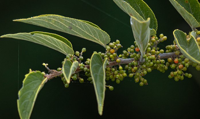 Trema micrantha