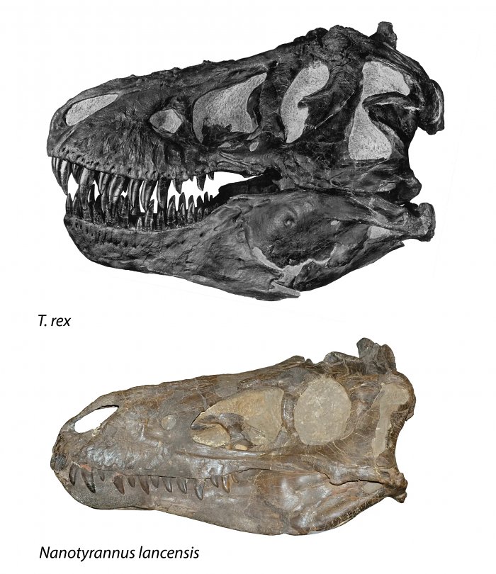 Nanotyrannus lancensis