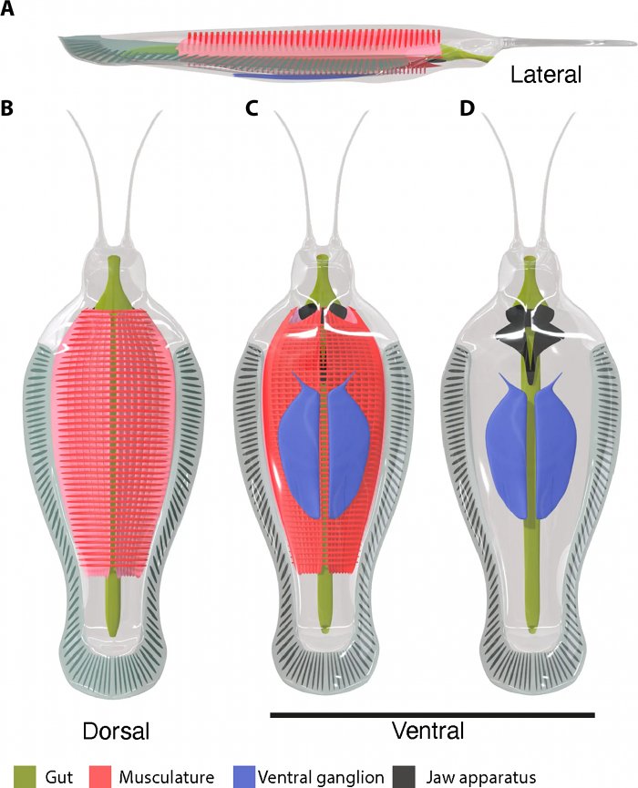 Timorebestia