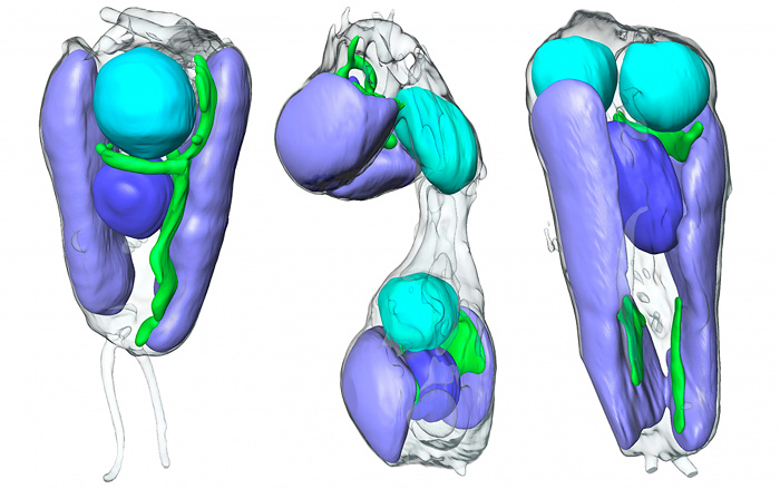 Braarudosphaera bigelowii