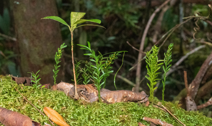 Tmesipteris oblanceolata